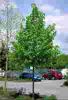 Tilia cordata 'Greenspire'